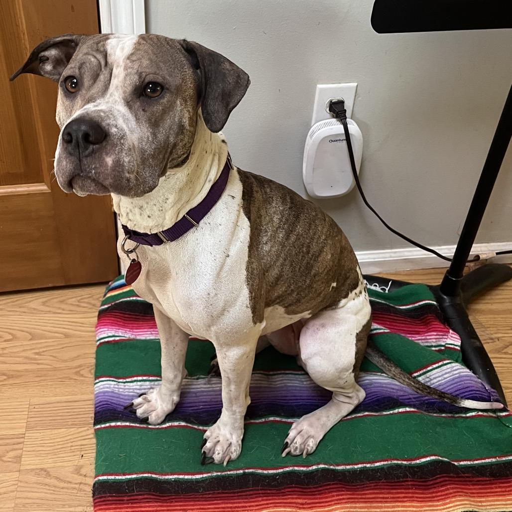 Enlarge charlotte, a Adoptable mixed breed in Bellingham, WA image 2/3