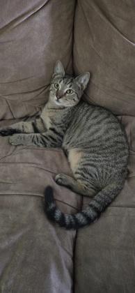 Enlarge King FOSTER, a Adoptable Domestic Short Hair in Houston, TX image 1/3