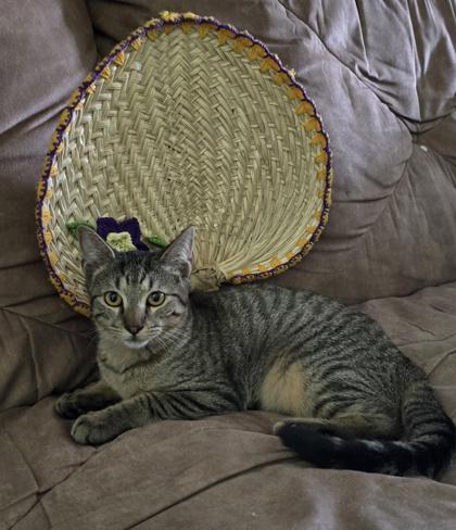 Enlarge King FOSTER, a Adoptable Domestic Short Hair in Houston, TX image 2/3