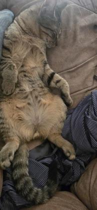 Enlarge King FOSTER, a Adoptable Domestic Short Hair in Houston, TX image 3/3