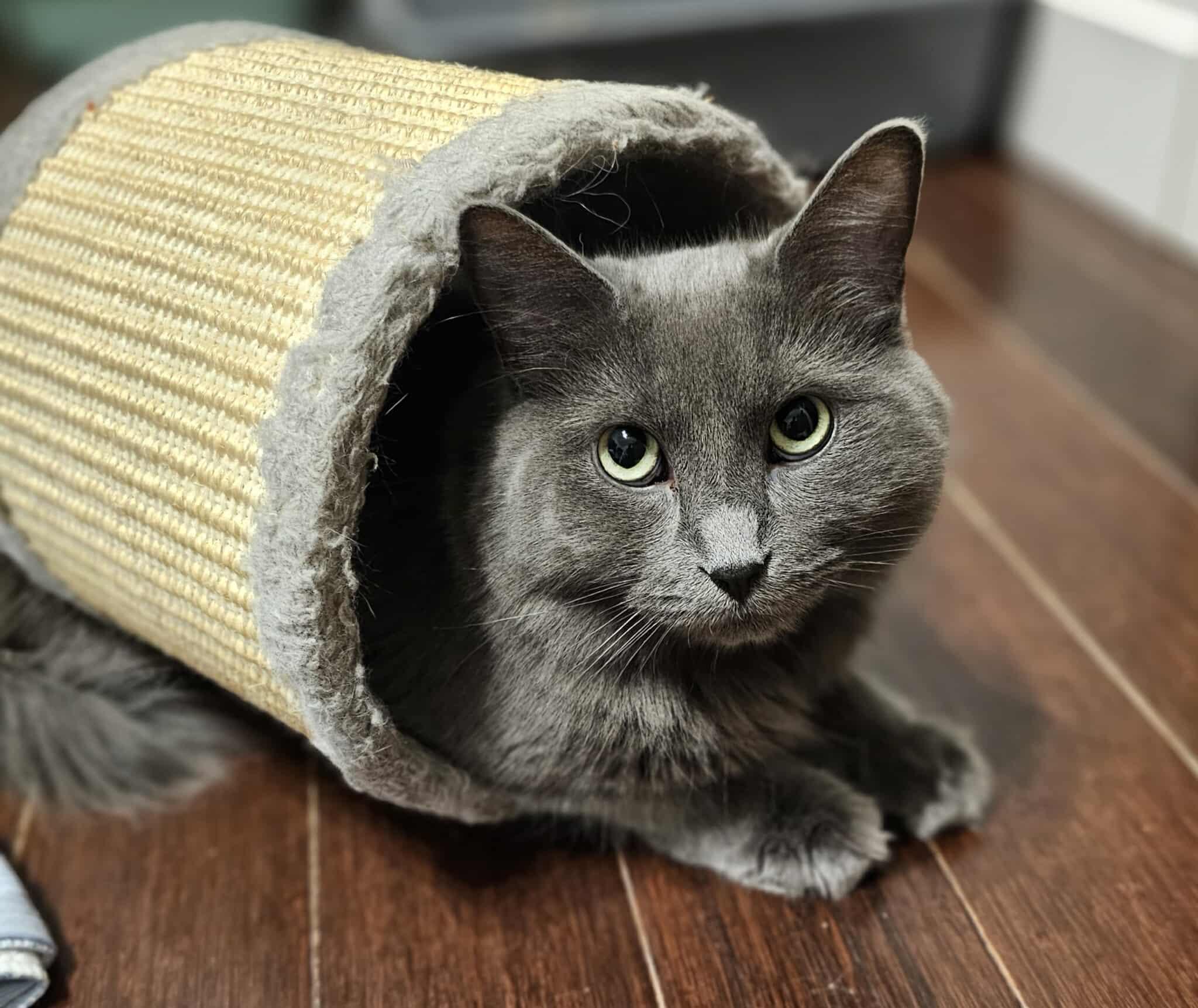 Origan, an adoptable Domestic Long Hair in Terrebonne, QC, J6Y 1H9 | Photo Image 2