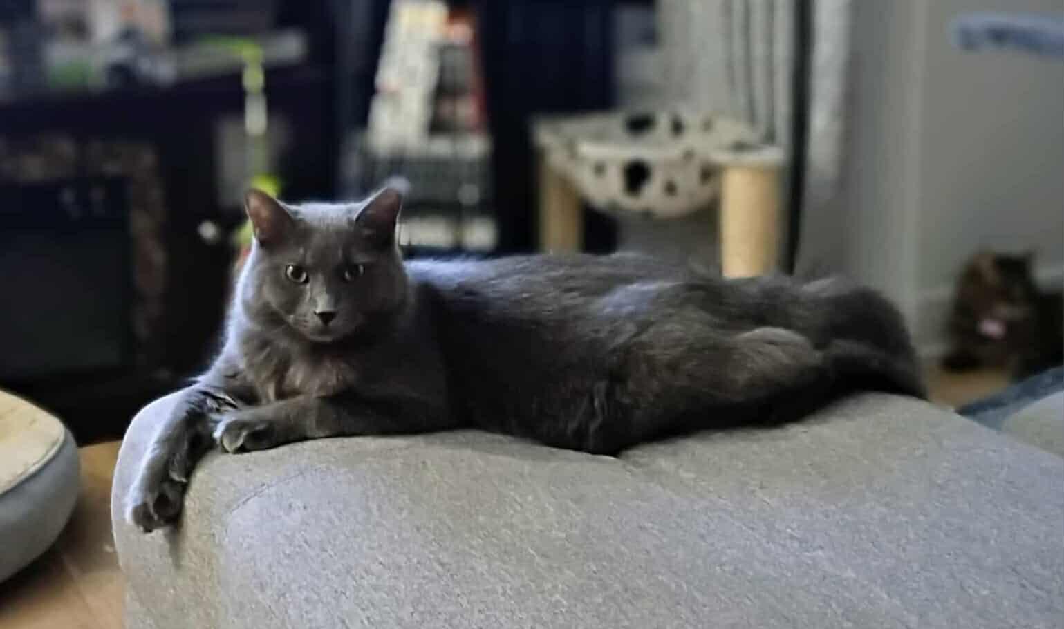 Origan, an adoptable Domestic Long Hair in Terrebonne, QC, J6Y 1H9 | Photo Image 5