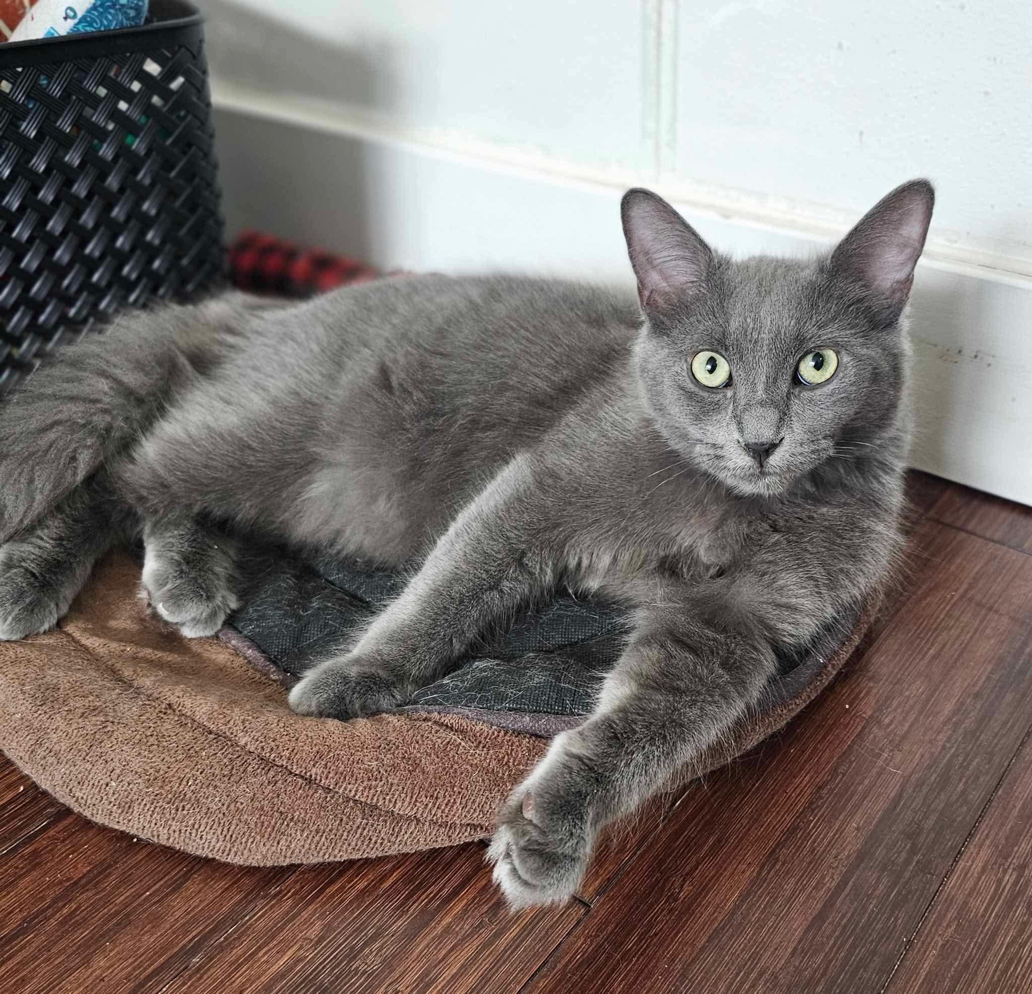 Origan, an adoptable Domestic Long Hair in Terrebonne, QC, J6Y 1H9 | Photo Image 4