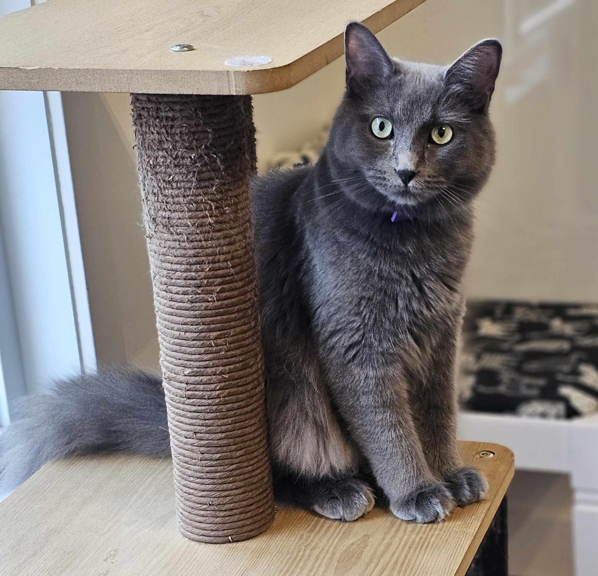 Origan, an adoptable Domestic Long Hair in Terrebonne, QC, J6Y 1H9 | Photo Image 1