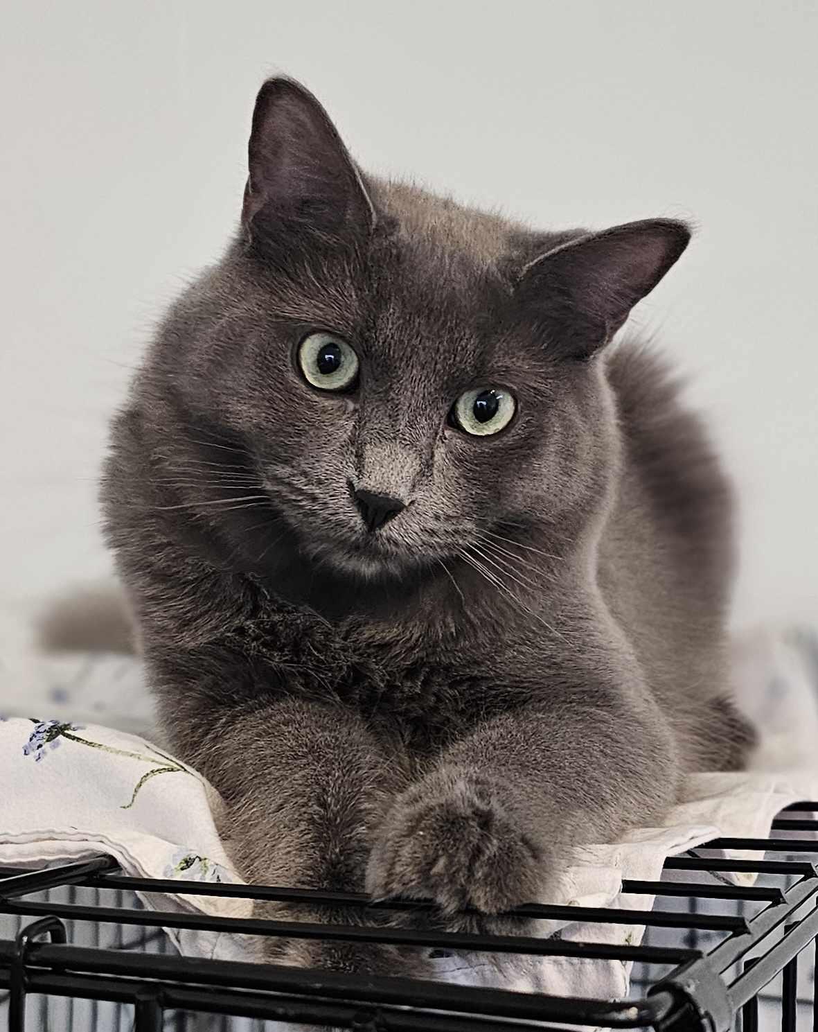 Origan, an adoptable Domestic Long Hair in Terrebonne, QC, J6Y 1H9 | Photo Image 3