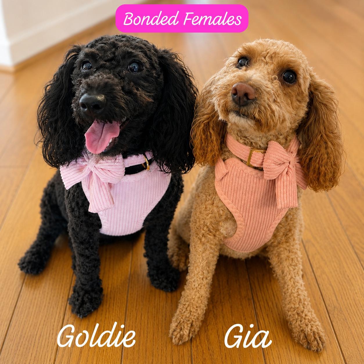 Goldie & Gia, Adoptable, Young Female Miniature Poodle.