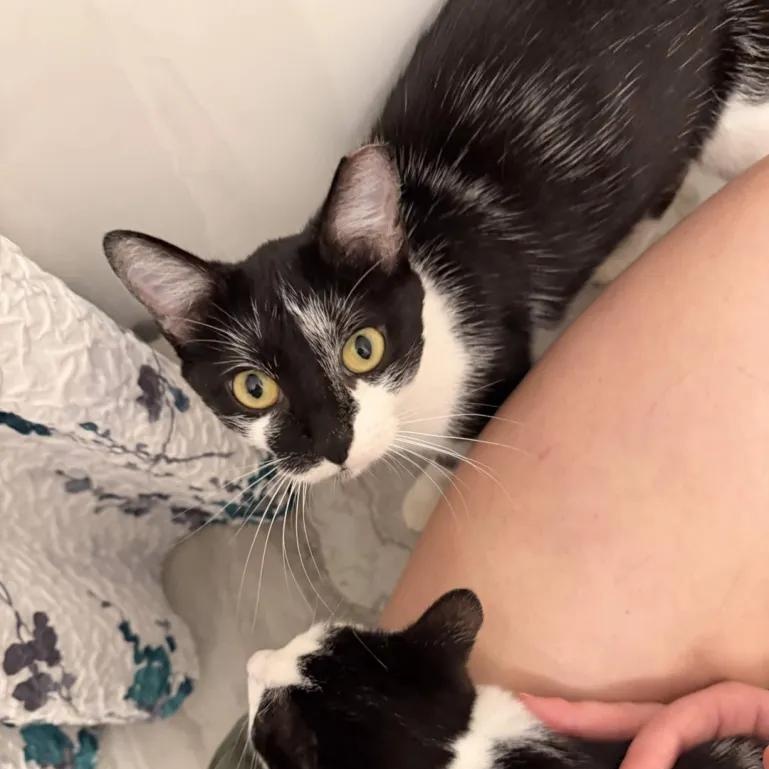 Enlarge Grace, a Adopted Domestic Short Hair in Cleveland Heights, OH image 2/3