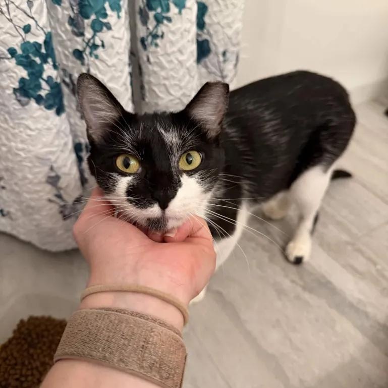 Grace, Adopted, Young Female Domestic Short Hair.