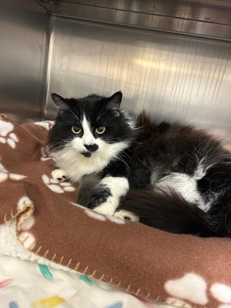 Enlarge Ruby, a Adoptable mixed breed in Mineral, VA image 1/1