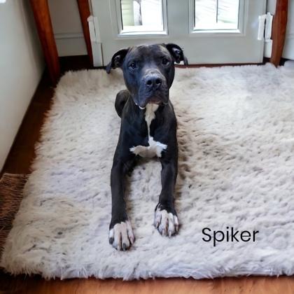Spiker, a Adoptable mixed breed in Cumberland, MD image 1/3