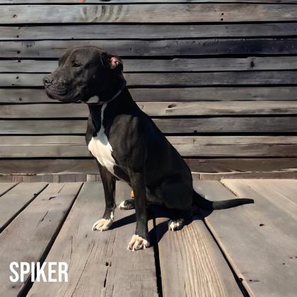 Spiker, a Adoptable mixed breed in Cumberland, MD image 2/3