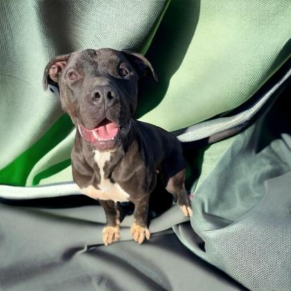 Spiker, a Adoptable mixed breed in Cumberland, MD image 3/3