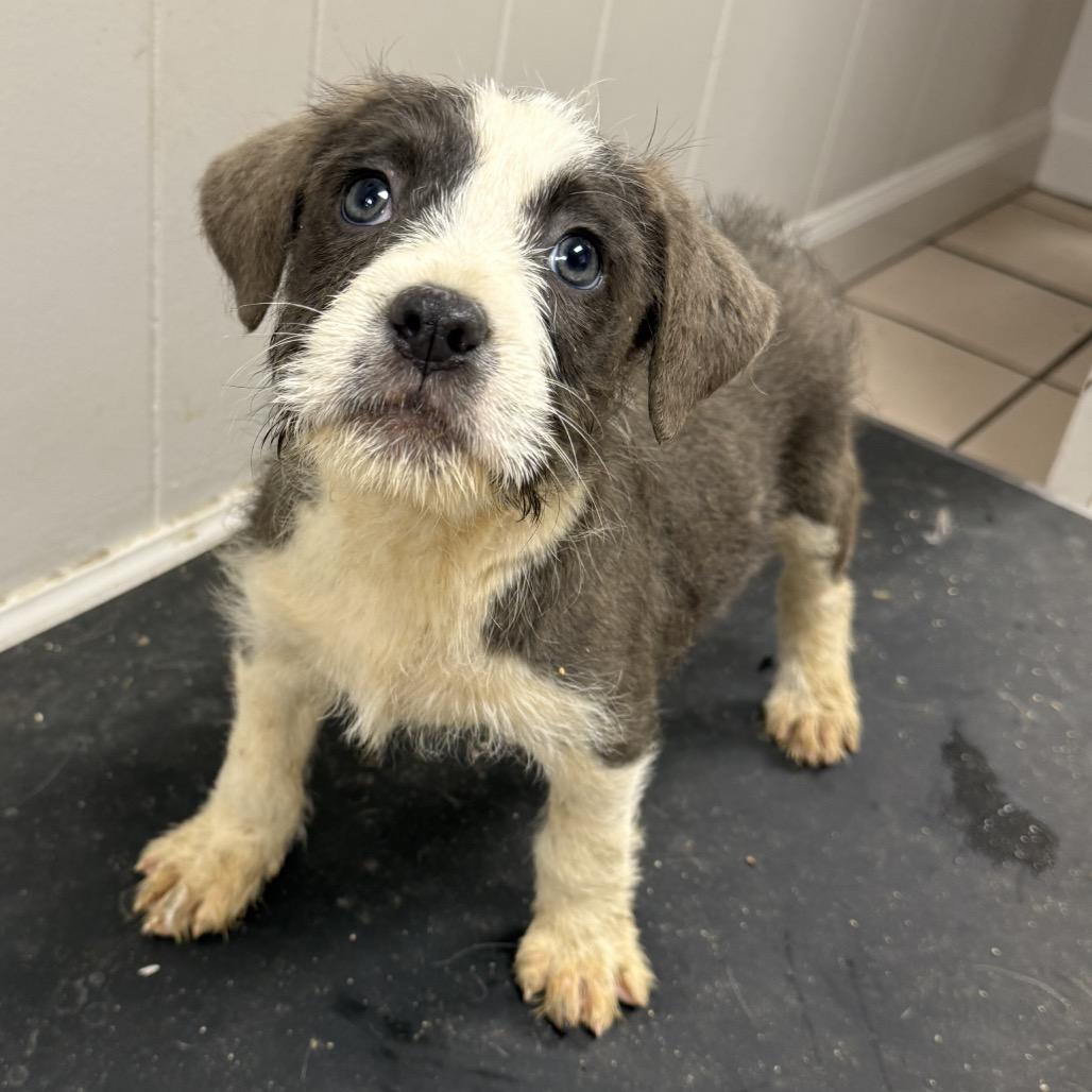 TUSC-Stray-83652_2_3