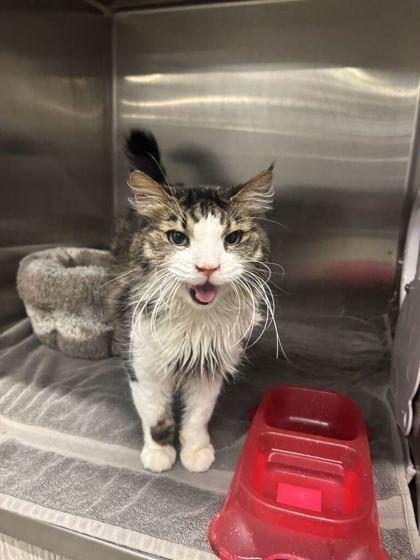 Wiggle, Adoptable, Adult Female Domestic Long Hair & Domestic Short Hair.