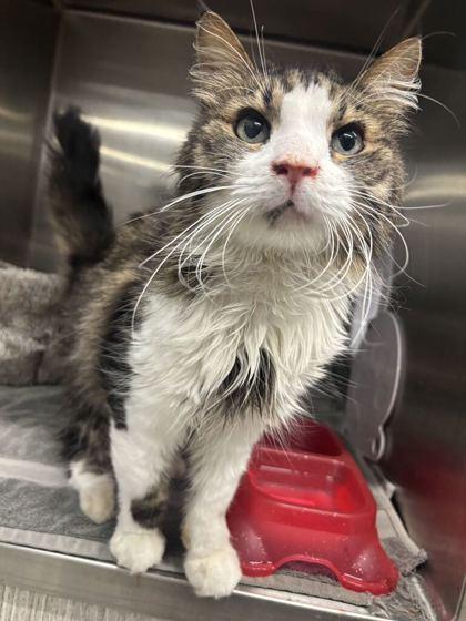 Enlarge Wiggle, a Adoptable mixed breed in Lafayette, IN image 2/3