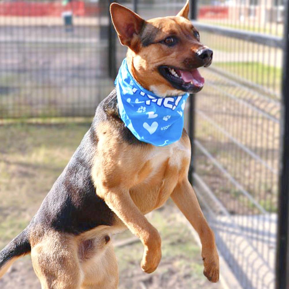 Roger, a Adoptable mixed breed in allentown, PA image 2/6