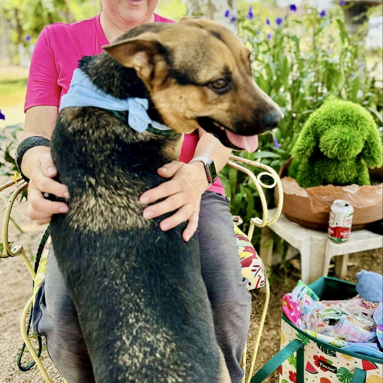 Roger, a Adoptable mixed breed in allentown, PA image 6/6