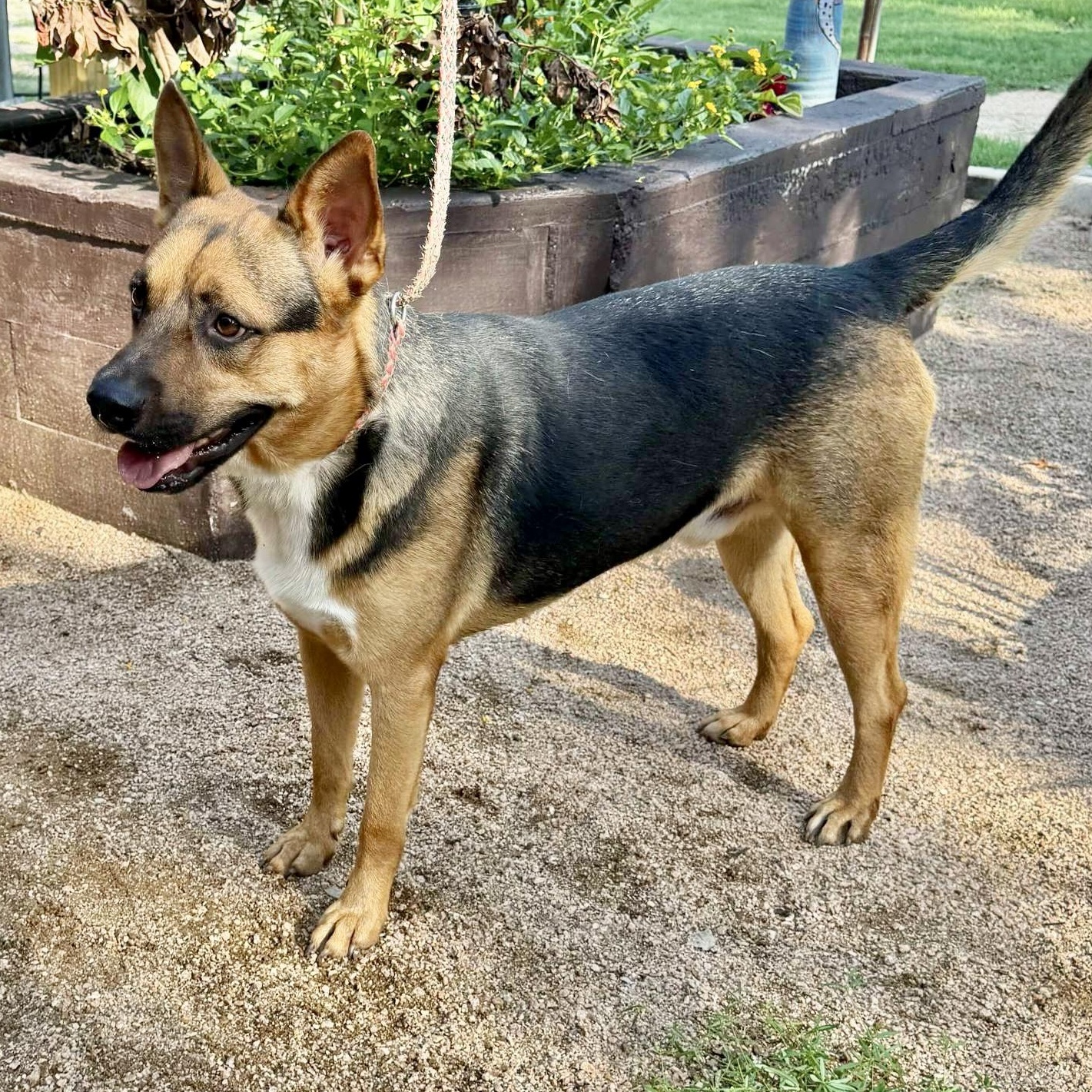 Roger, a Adoptable mixed breed in allentown, PA image 5/6
