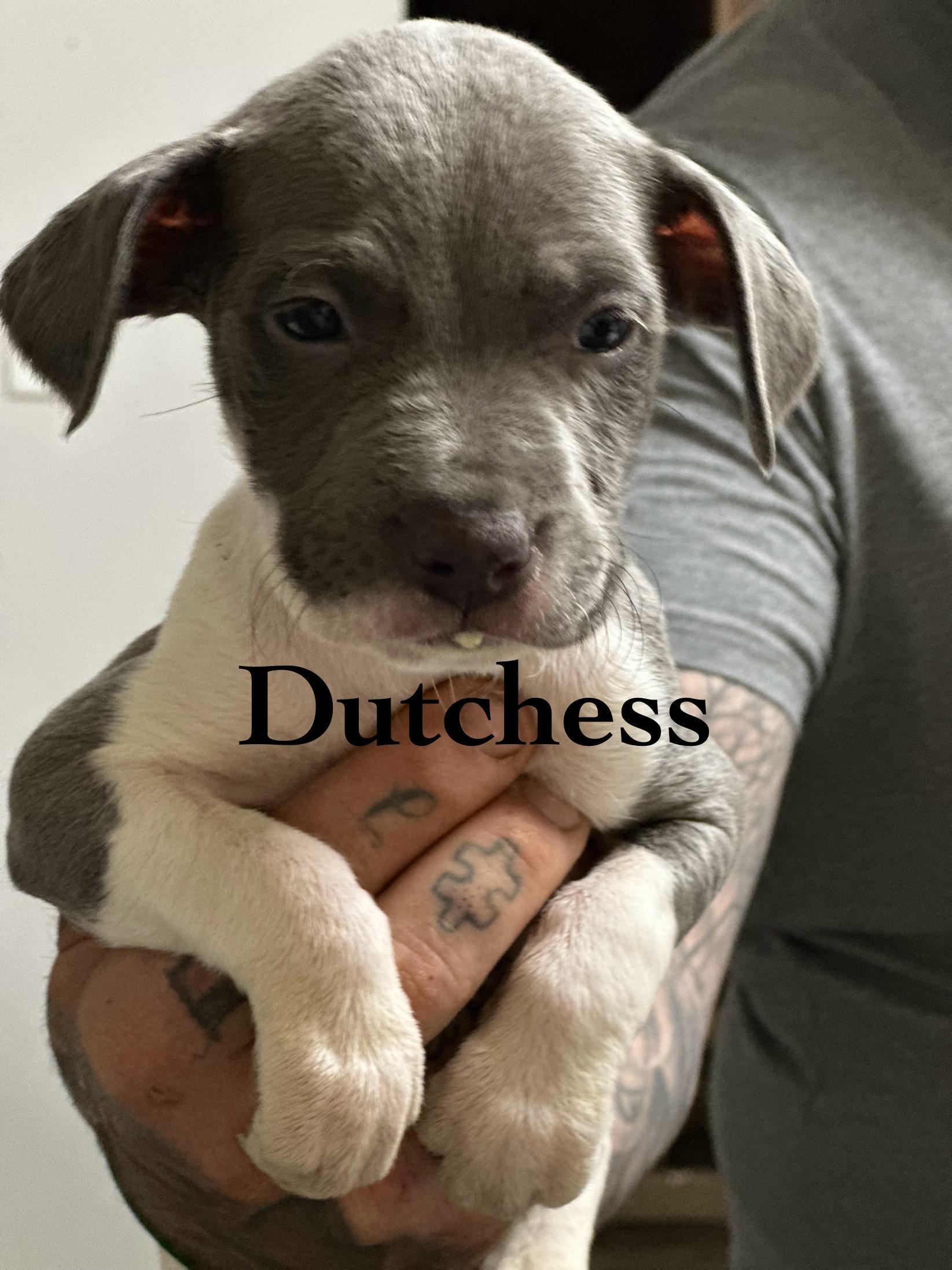 Duchess