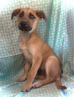 Camryn, Adoptable, Puppy Male Shepherd.