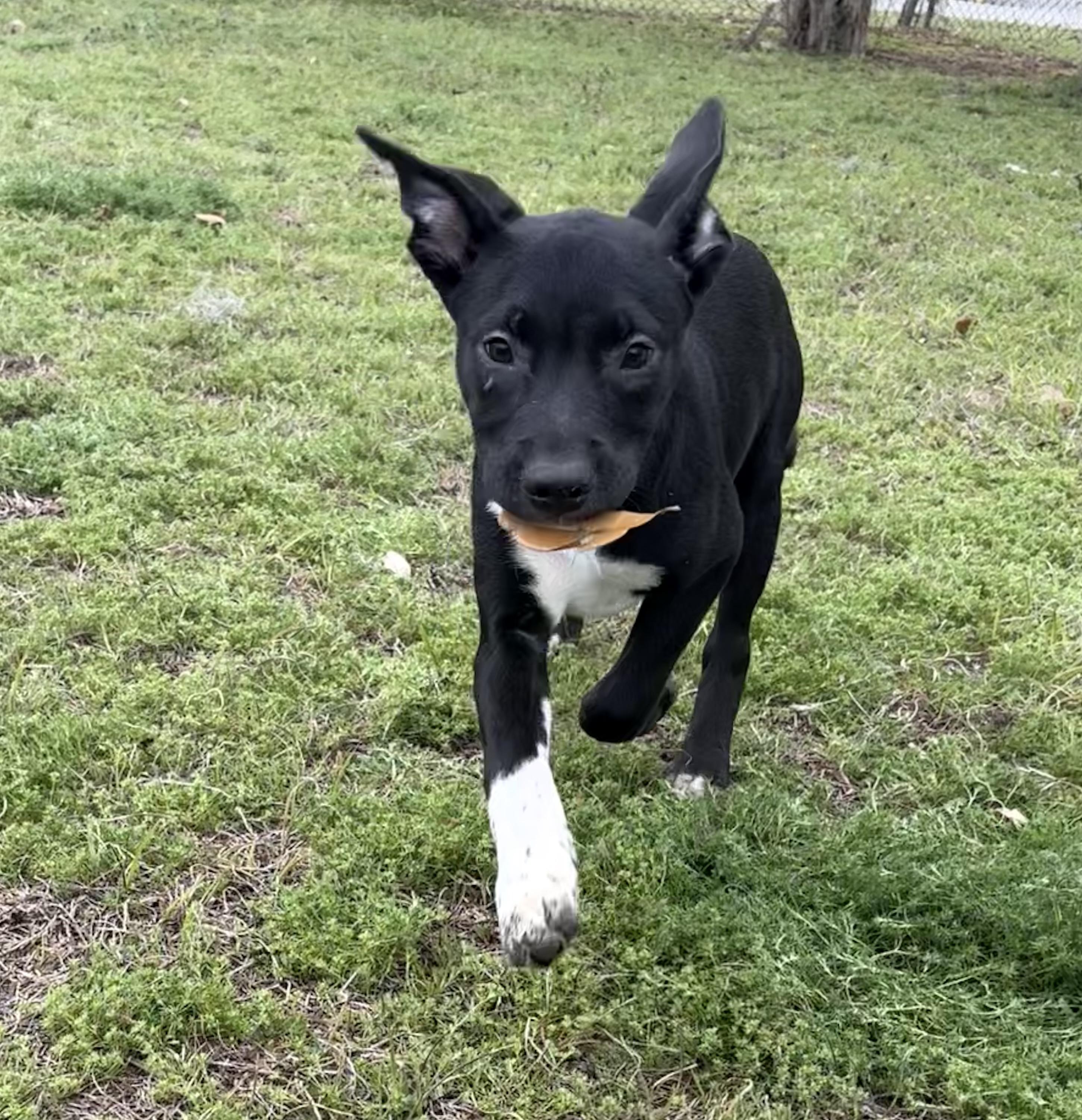 Enlarge Pistachio, a ADOPTABLE mixed breed in Valdosta, GA image 4/4