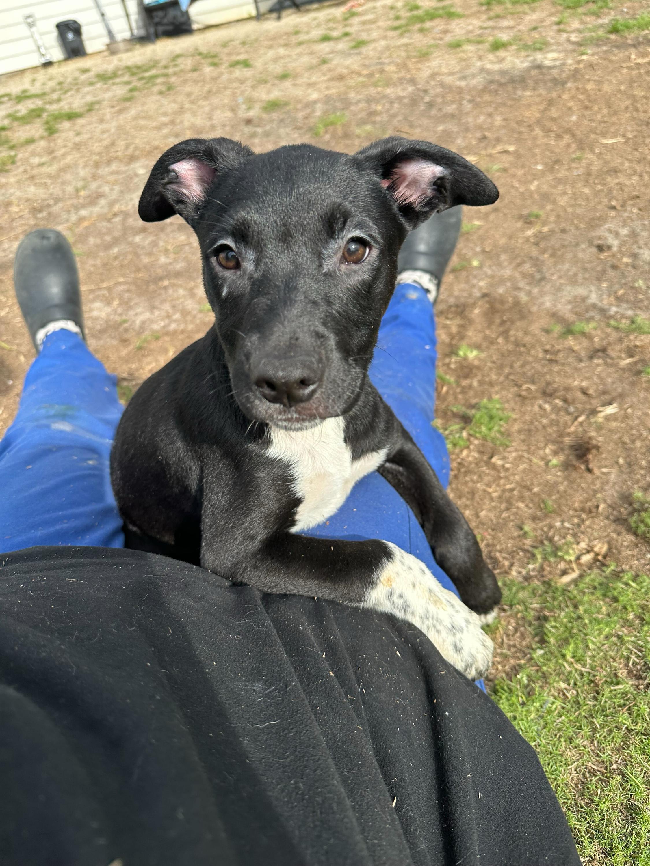 Enlarge Pistachio, a ADOPTABLE mixed breed in Valdosta, GA image 1/4