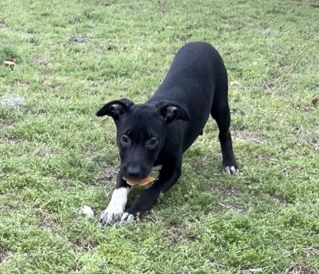 Enlarge Pistachio, a ADOPTABLE mixed breed in Valdosta, GA image 2/4