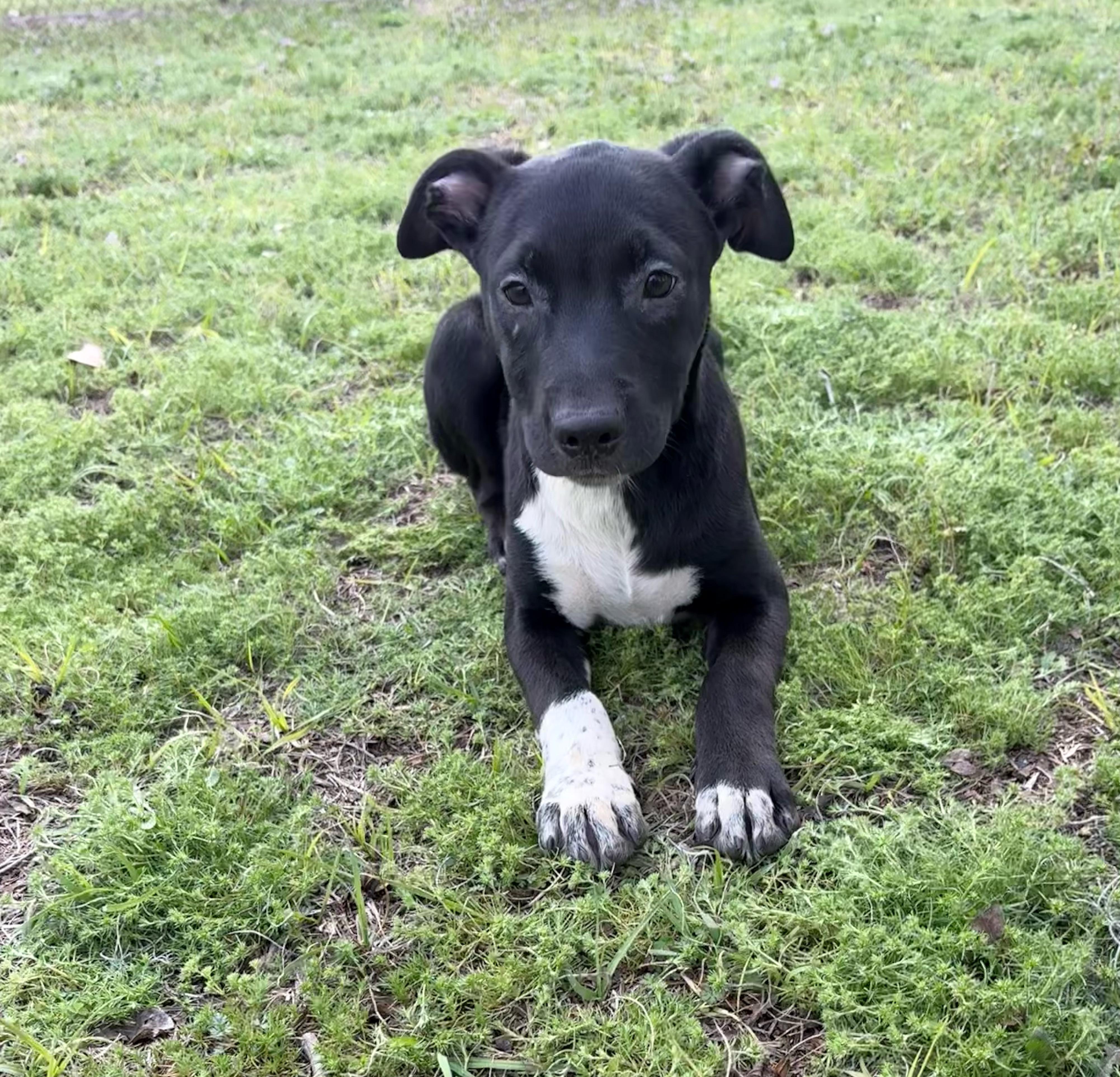 Enlarge Pistachio, a ADOPTABLE mixed breed in Valdosta, GA image 3/4