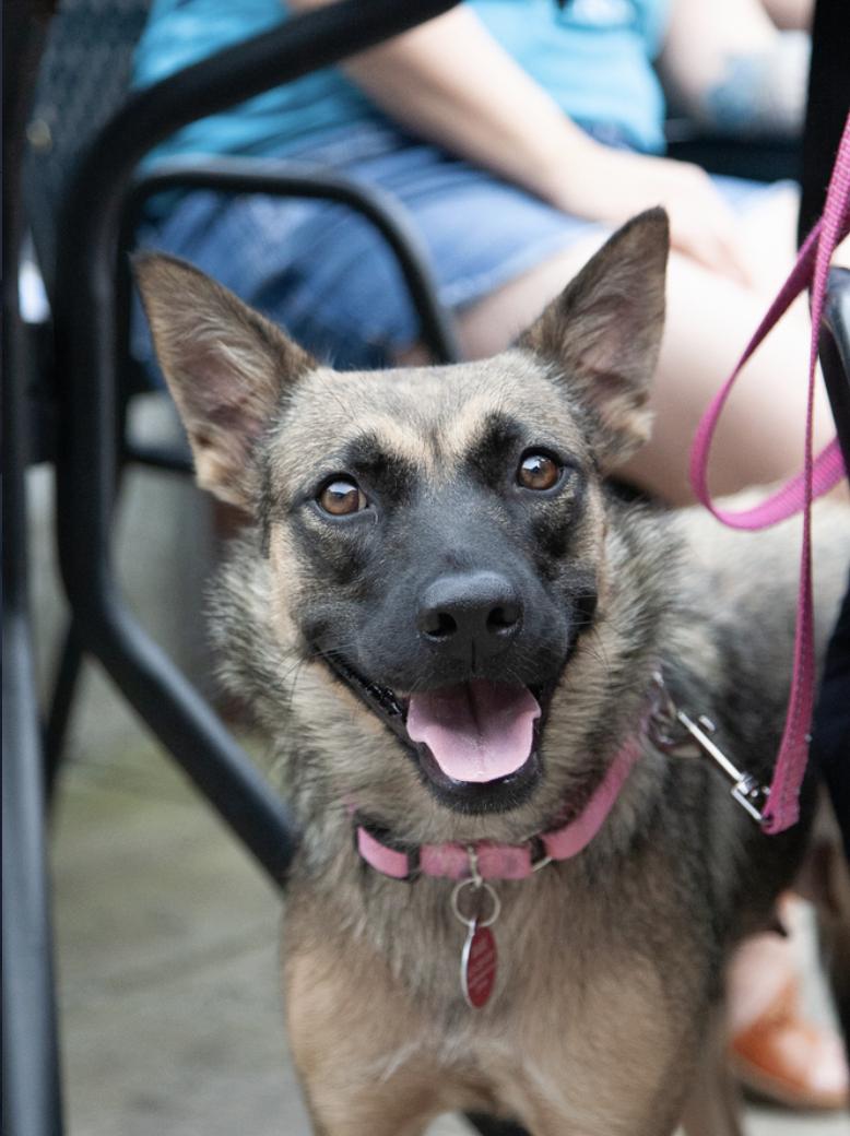Amaya, ADOPTABLE, Young Female German Shepherd Dog.
