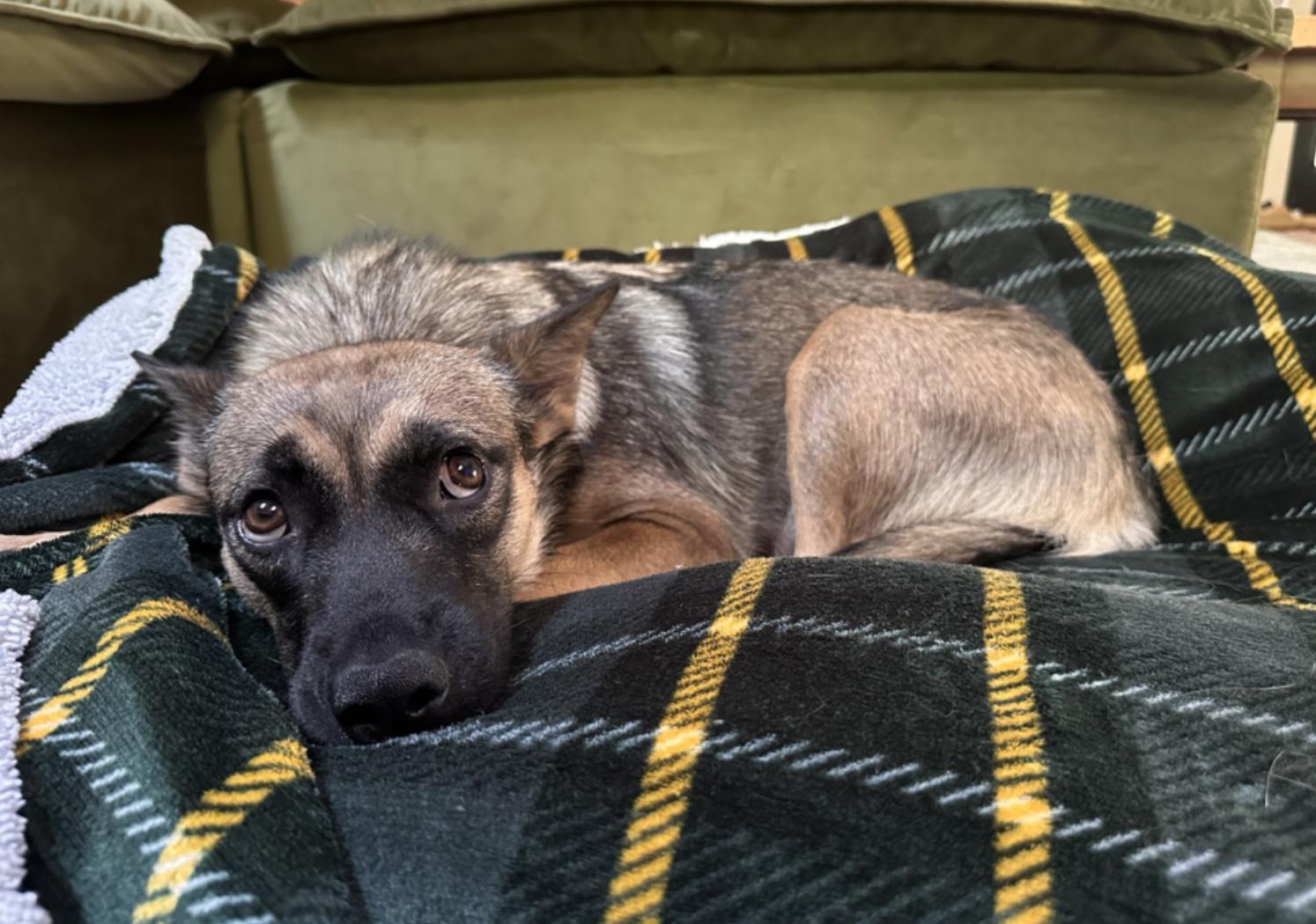 Amaya, a ADOPTABLE mixed breed in Nashville, TN image 4/6