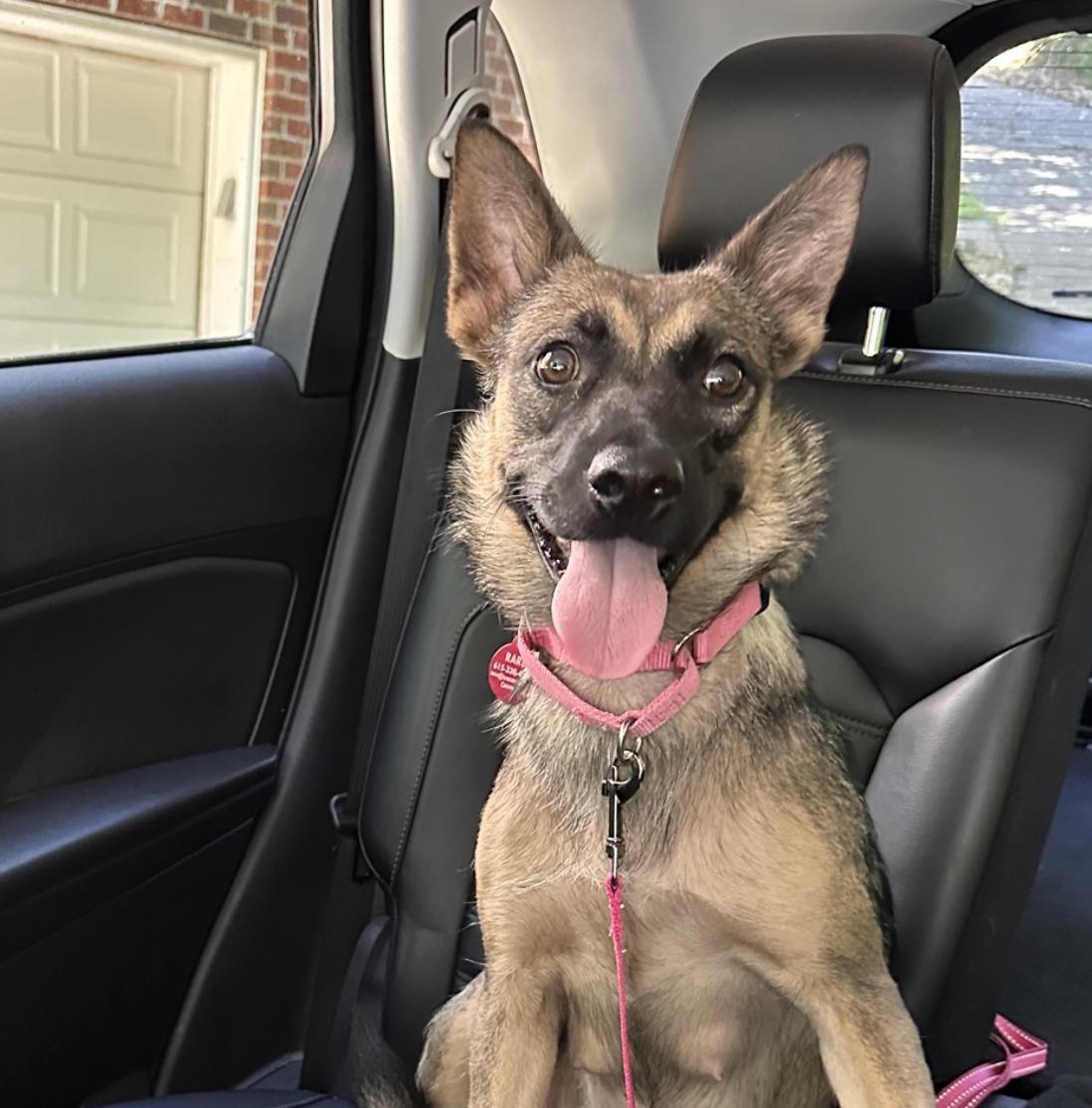 Amaya, a ADOPTABLE mixed breed in Nashville, TN image 3/6