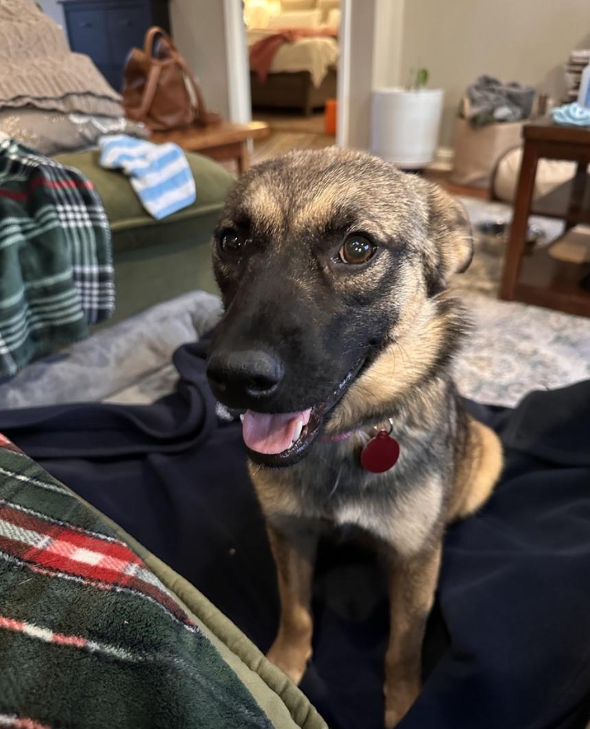 Amaya, a ADOPTABLE mixed breed in Nashville, TN image 5/6