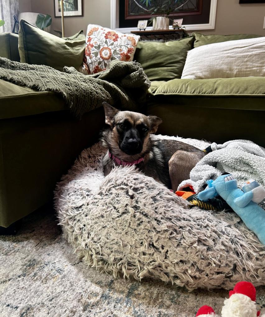Amaya, a ADOPTABLE mixed breed in Nashville, TN image 2/6