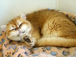 Lily, an adoptable British Shorthair in Anaconda, MT, 59711 | Photo Image 3