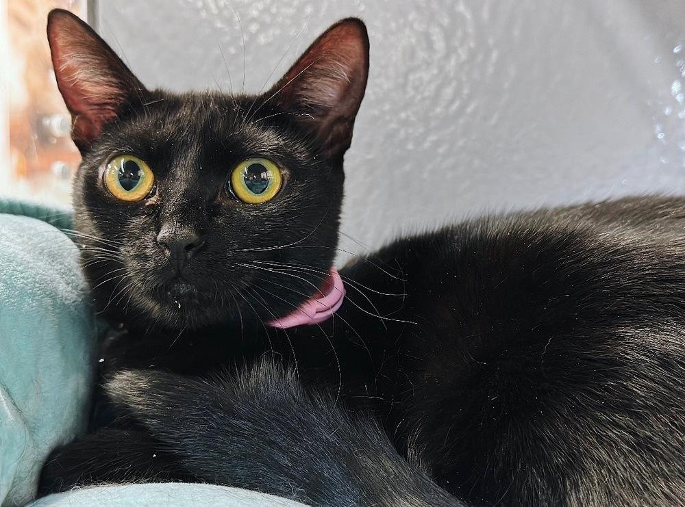 Shadow, Adoptable, Young Female Domestic Short Hair.