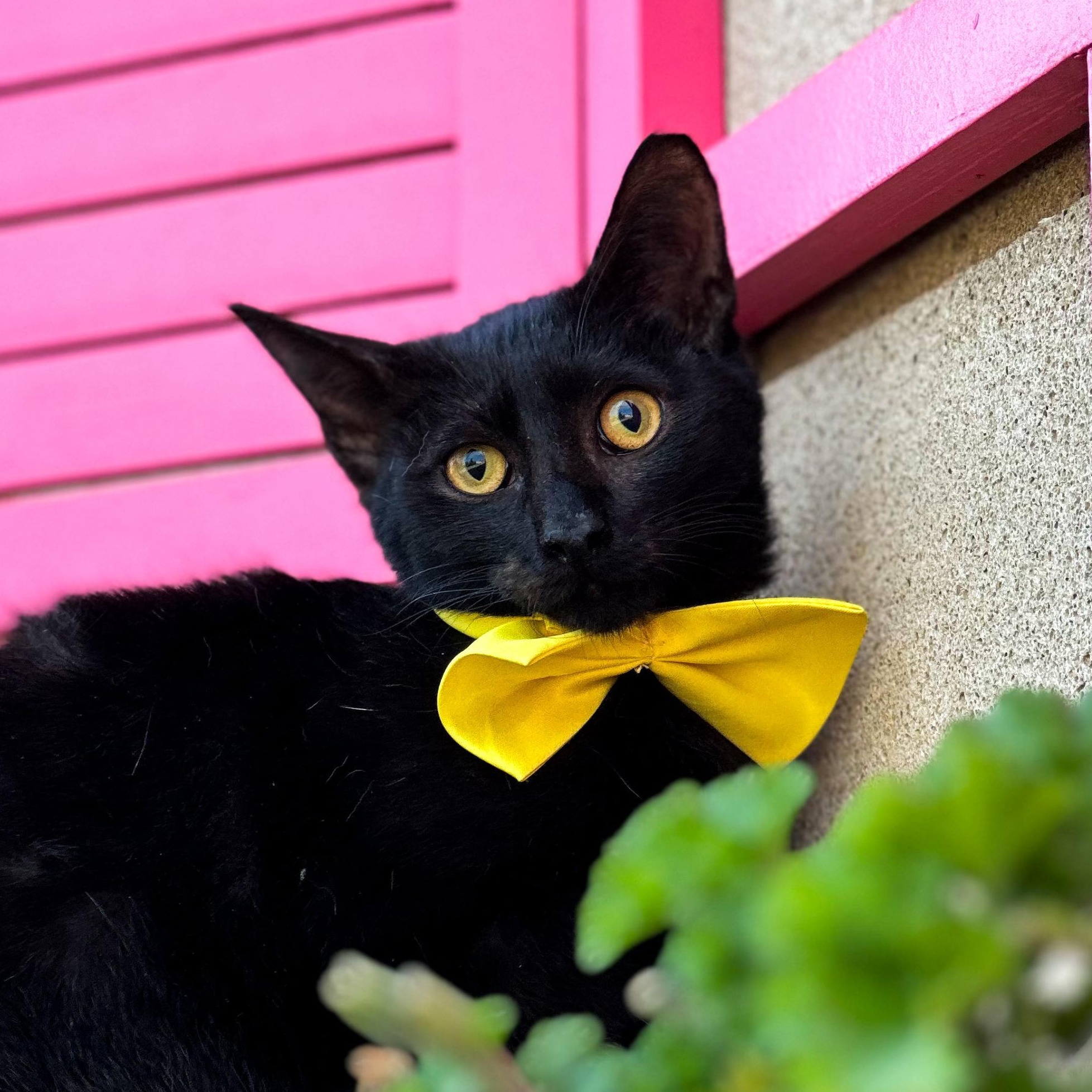 SCOTCHfromAZERBAIJAN, adopted, Young Male Domestic Short Hair.