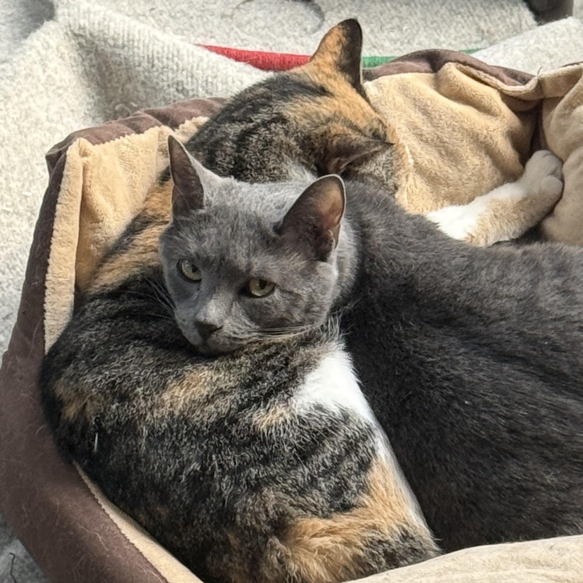 Enlarge Callie and Boo (bonded bff’s), an adoptable Domestic Short Hair in Frewsburg, NY image 1/3