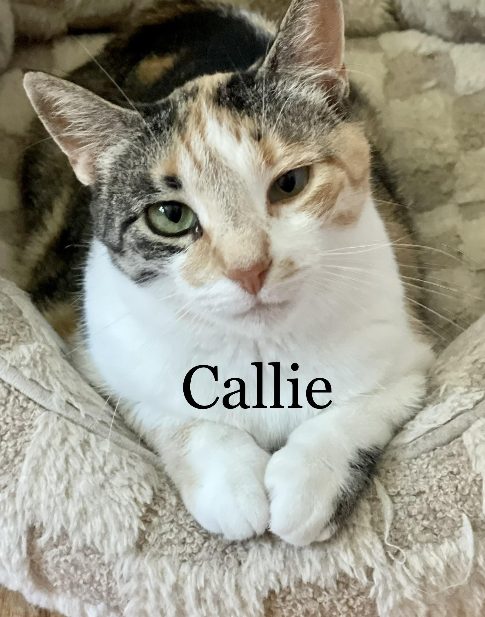 Enlarge Callie, a Adoptable Domestic Short Hair in Frewsburg, NY image 1/1