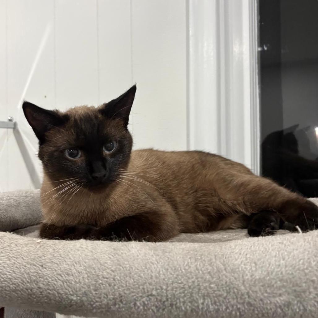 Carter, Adoptable, Young Male Siamese.