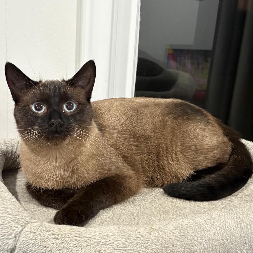Enlarge Carter, a Adoptable Siamese in Puslinch, ON image 2/5