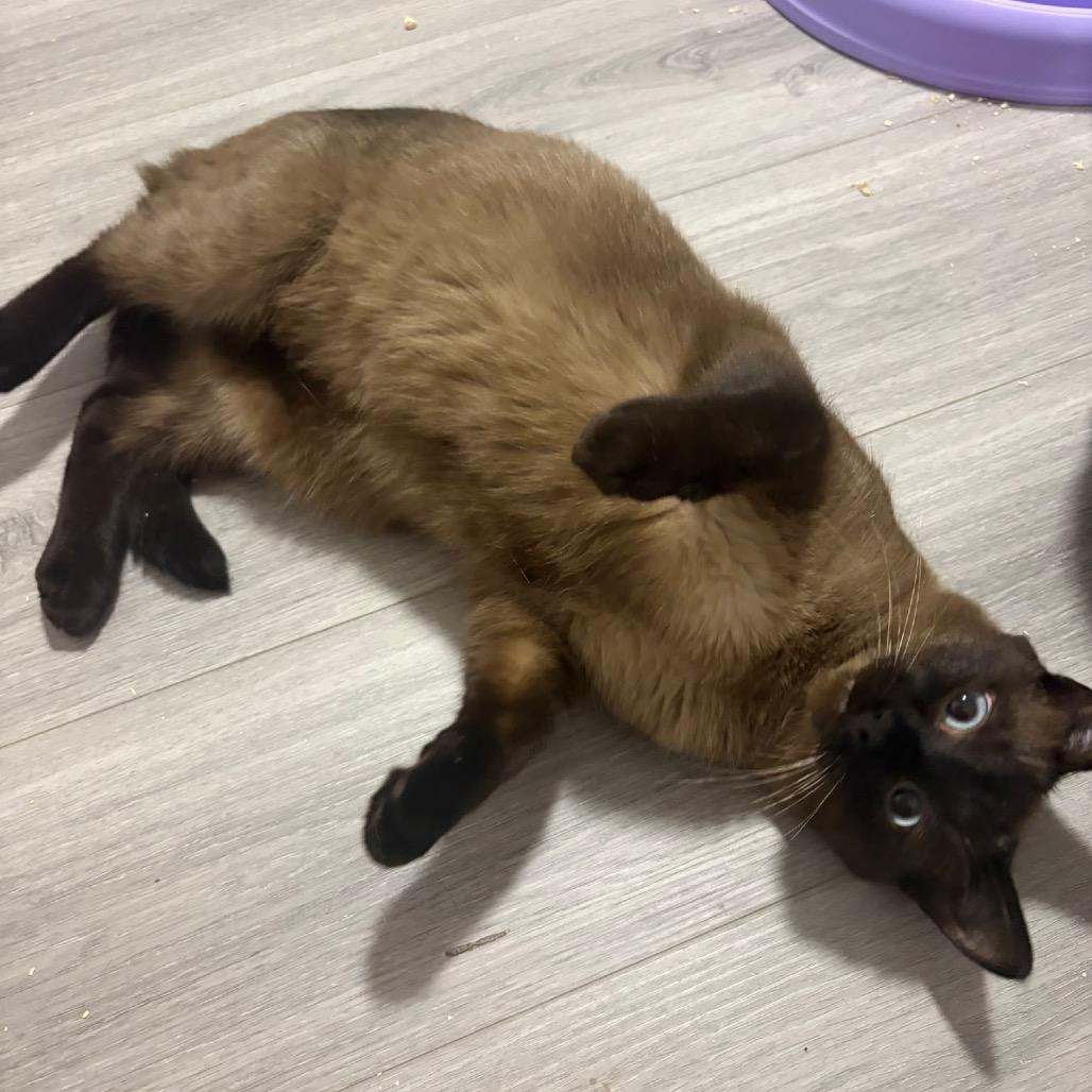 Enlarge Carter, a Adoptable Siamese in Puslinch, ON image 3/5