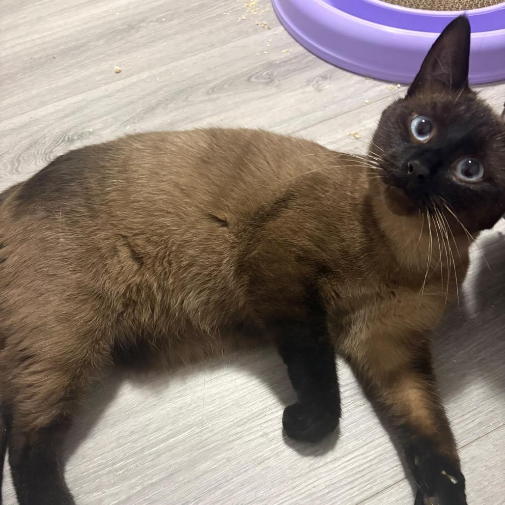 Enlarge Carter, a Adoptable Siamese in Puslinch, ON image 4/5