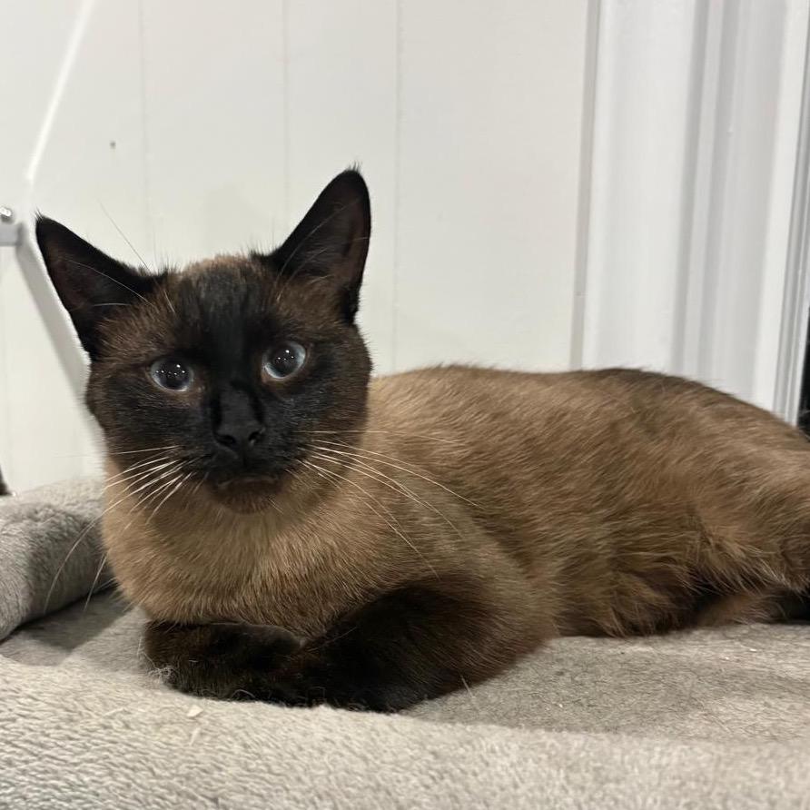 Enlarge Carter, a Adoptable Siamese in Puslinch, ON image 5/5