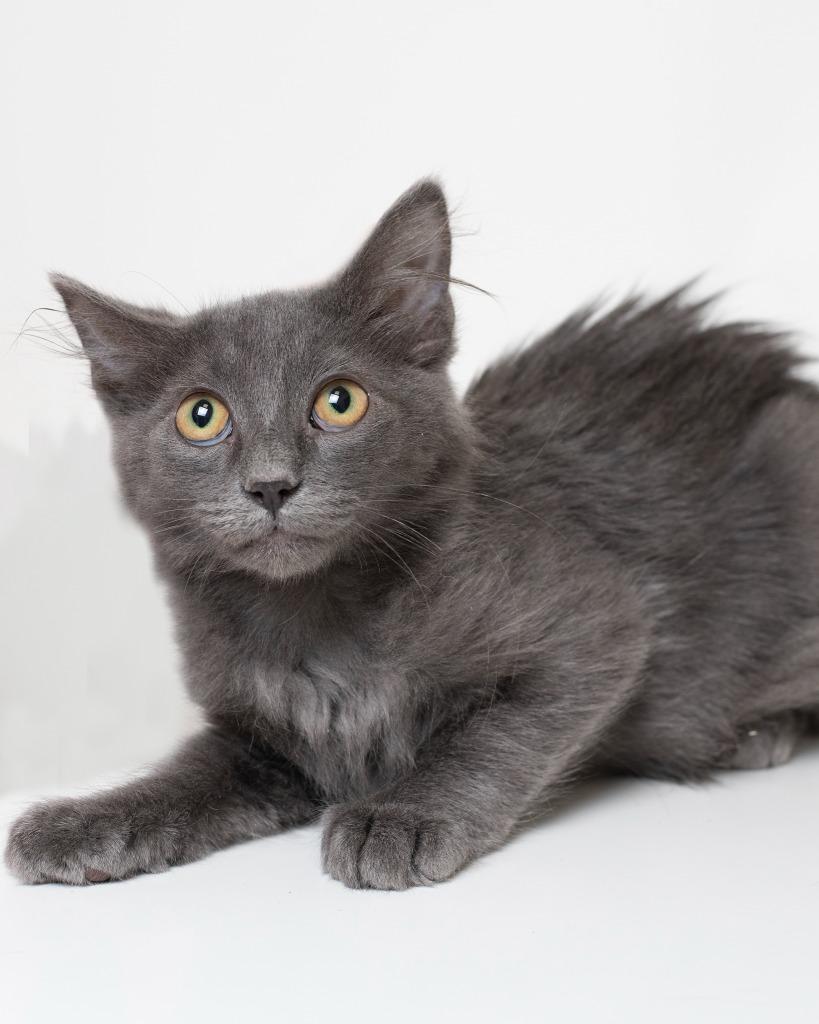Enlarge Blueberry, a Adoptable mixed breed in Boone, IA image 1/1