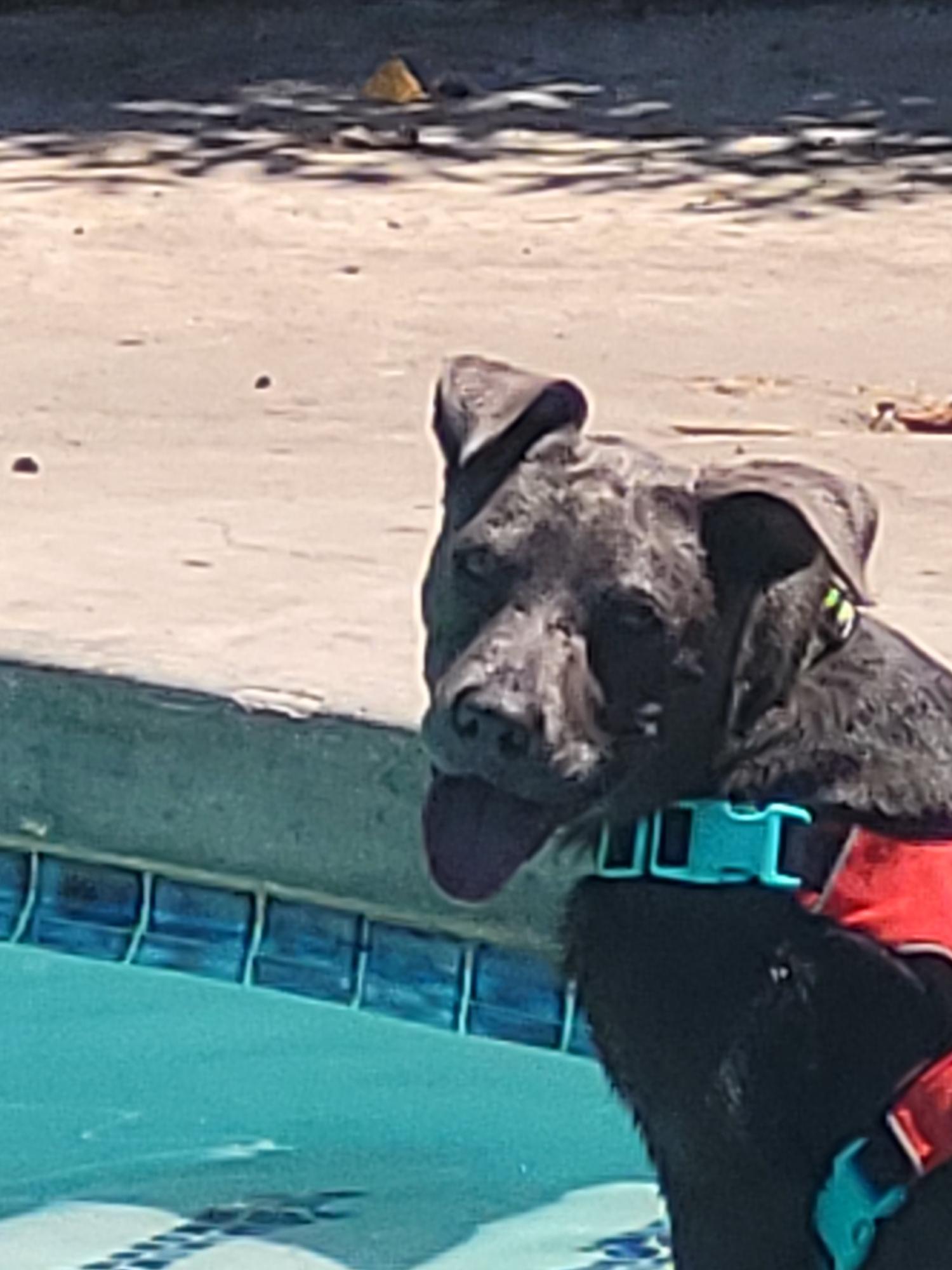 Francis, a Adoptable mixed breed in Cypress , CA image 2/6