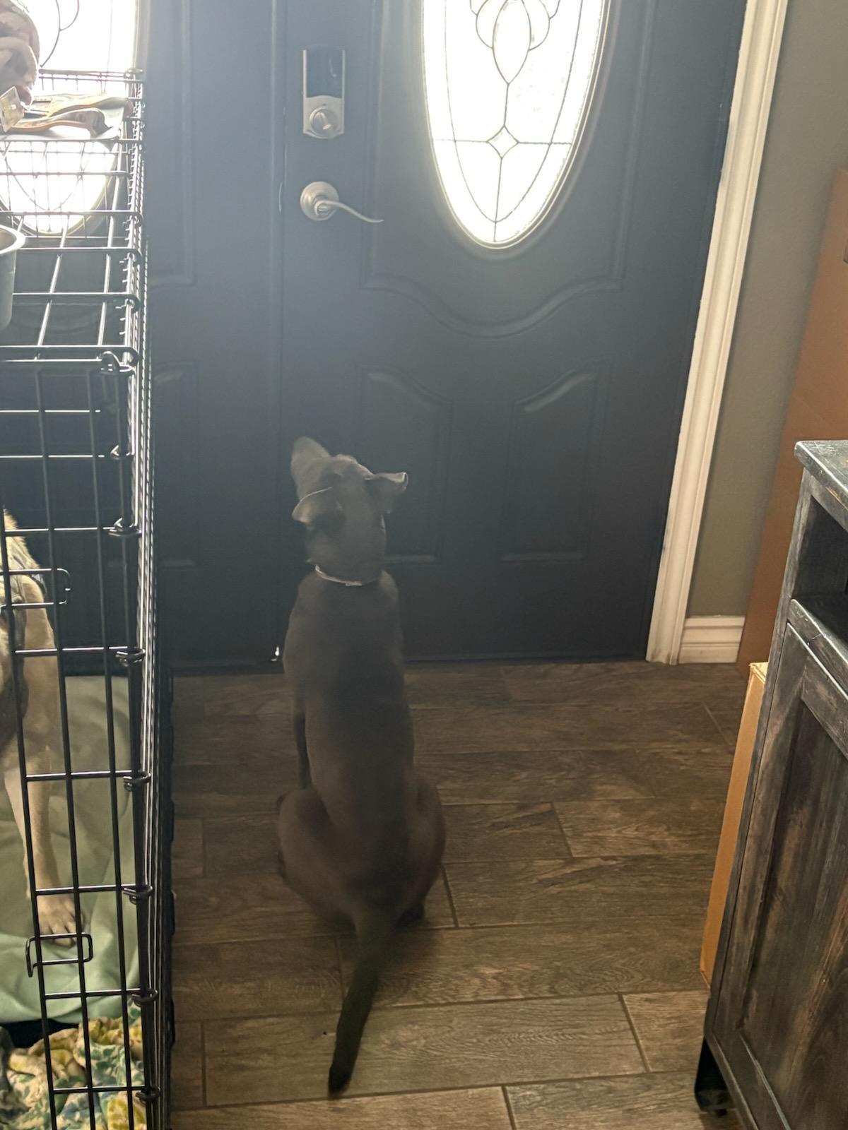 Francis, a Adoptable mixed breed in Cypress , CA image 3/6