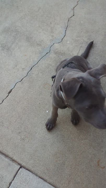 Enlarge Francis, a Adoptable mixed breed in Cypress , CA video 4/6