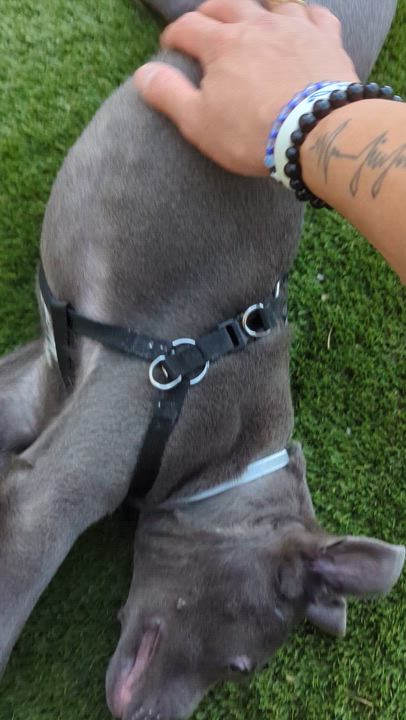 Enlarge Francis, a Adoptable mixed breed in Cypress , CA video 6/6