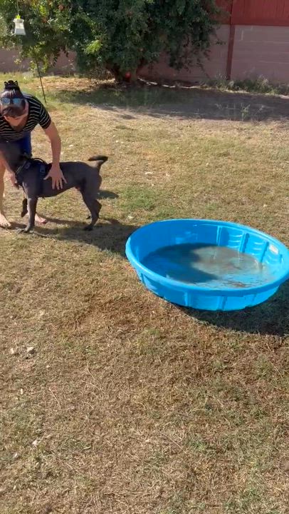 Enlarge Francis, a Adoptable mixed breed in Cypress , CA video 5/6