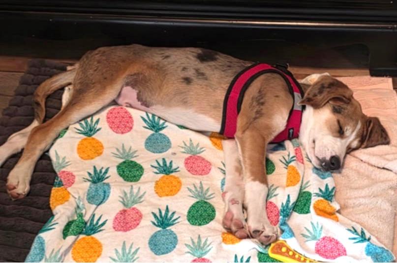 Enlarge Scout, an adopted mixed breed in Lexington, MA image 6/6